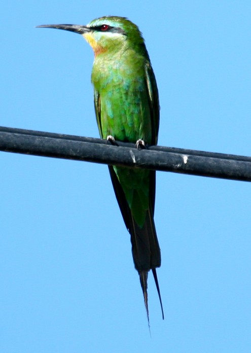 Blue-cheeked Bee-eater