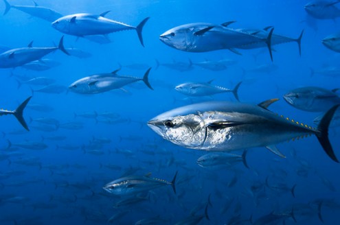 Northern bluefin tuna, Spain
