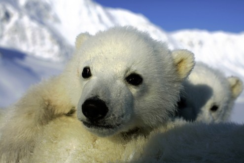 Polar bear cubs, Svalbard, Norway