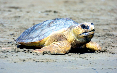 Loggerhead turtle (Caretta caretta); - WWF-related activities -, Spain